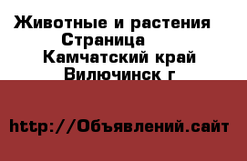  Животные и растения - Страница 14 . Камчатский край,Вилючинск г.